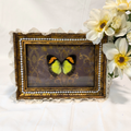 Golden Sunset Framed Butterfly Art - Made with Upcycled Materials